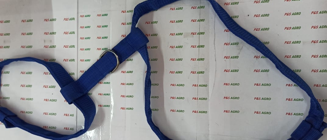 Plain Body Belt